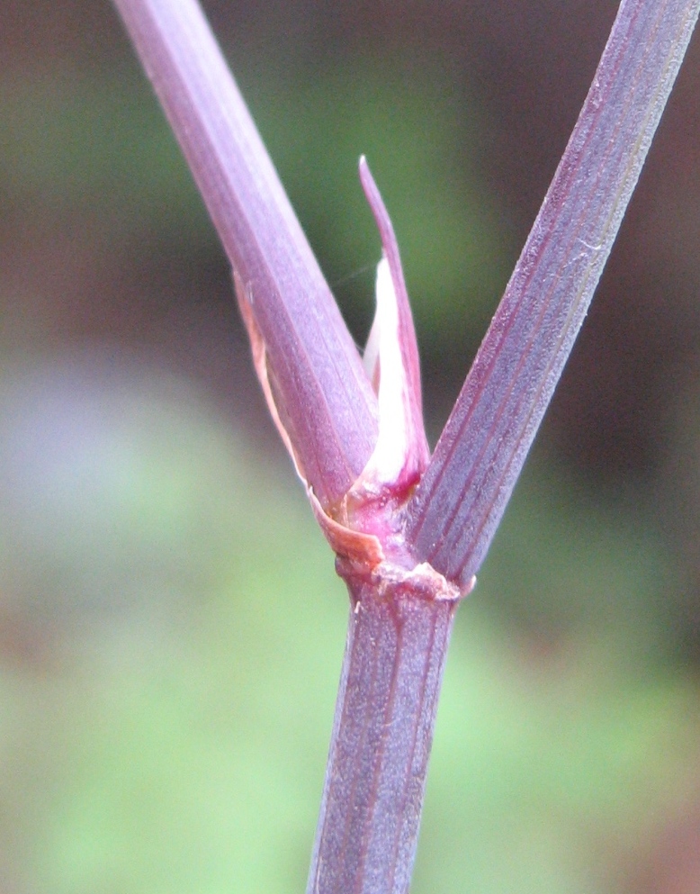 اناریجه - معرفی سبزی جات برگی